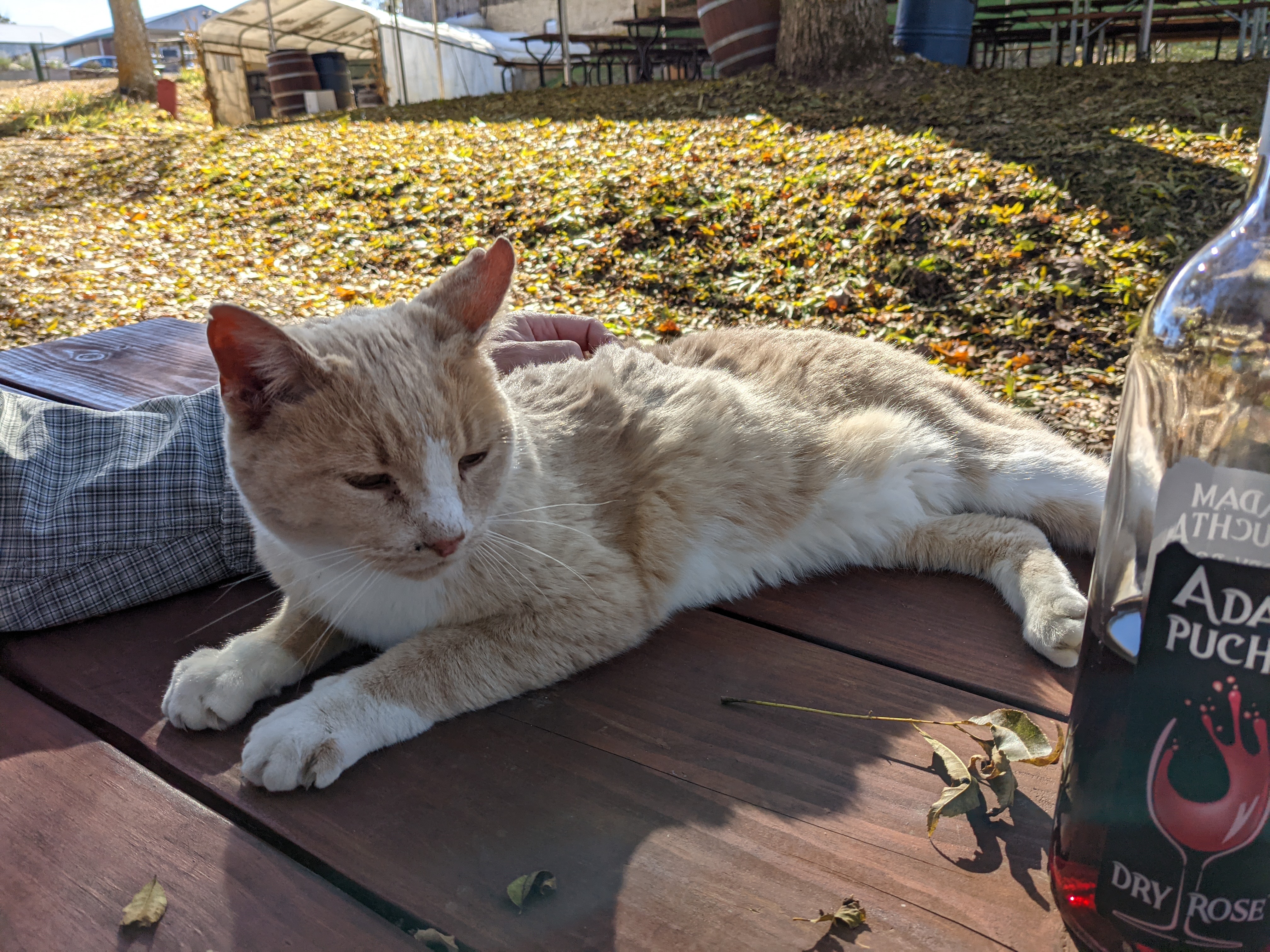 PXL 20211104 191732086