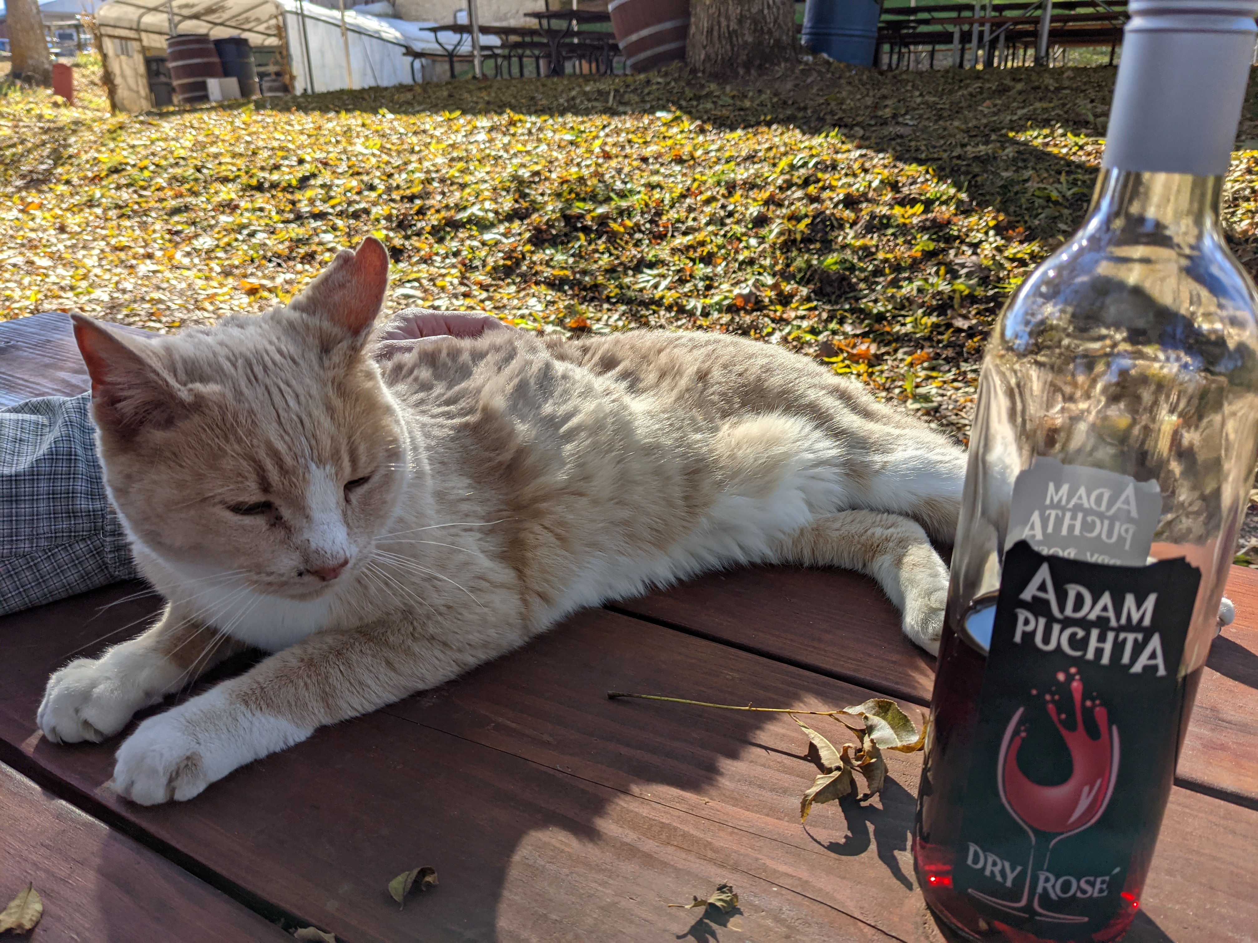 PXL 20211104 191734350