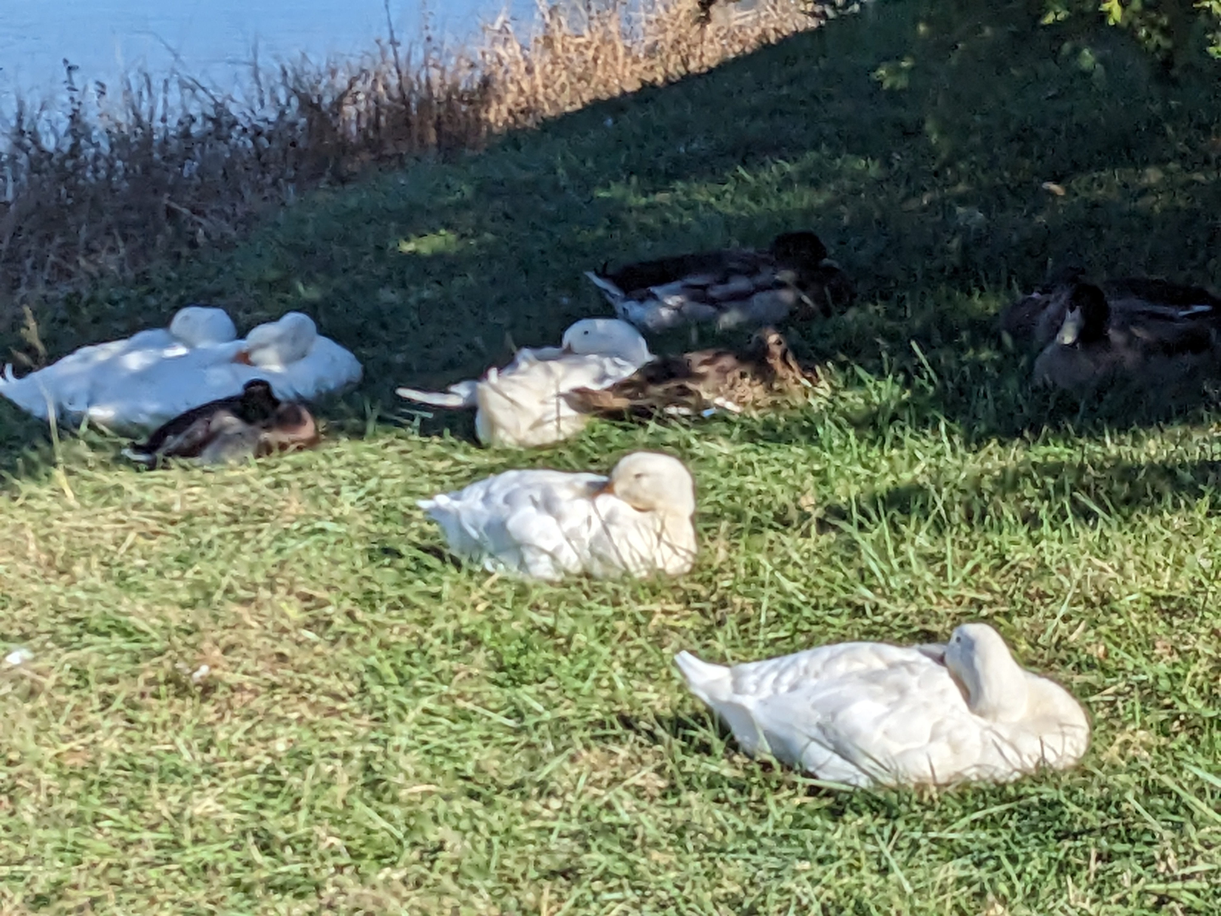 PXL 20231102 194545570