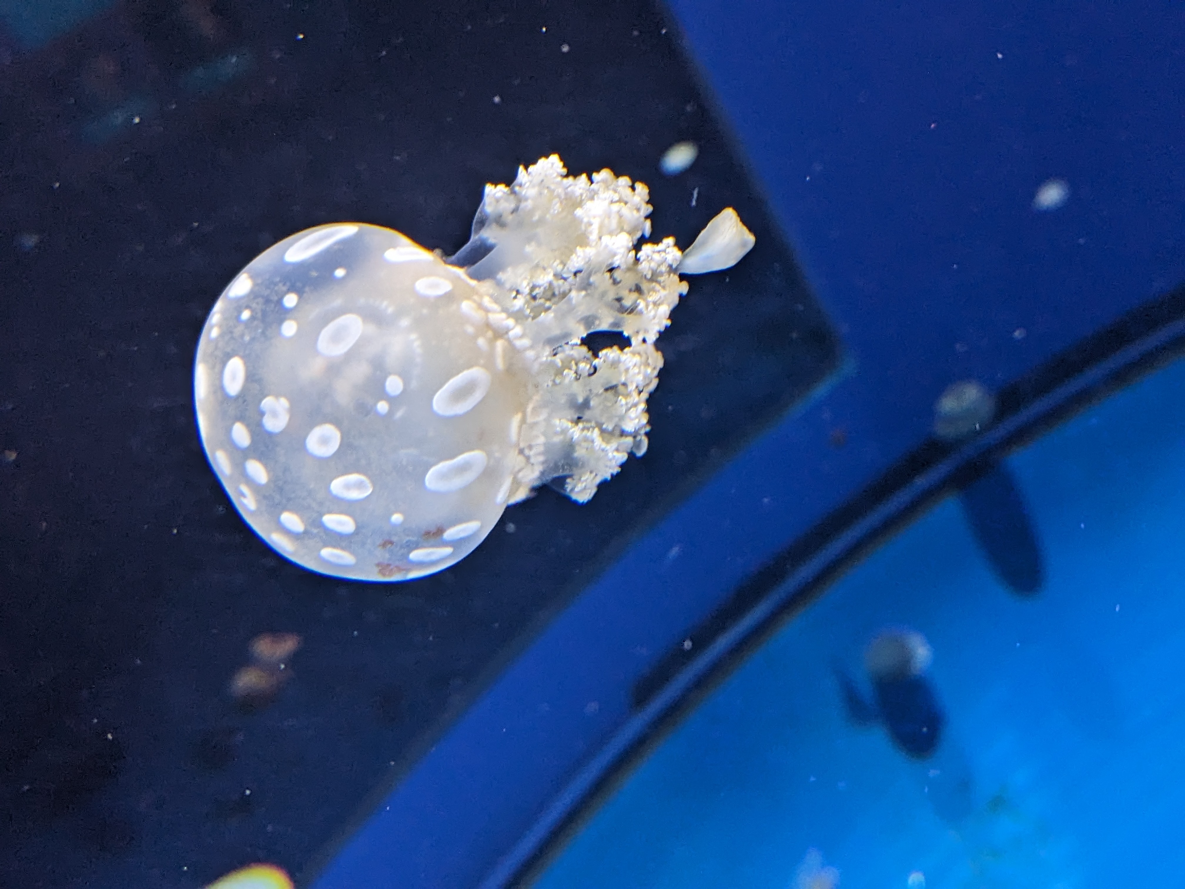 PXL 20241103 193833829