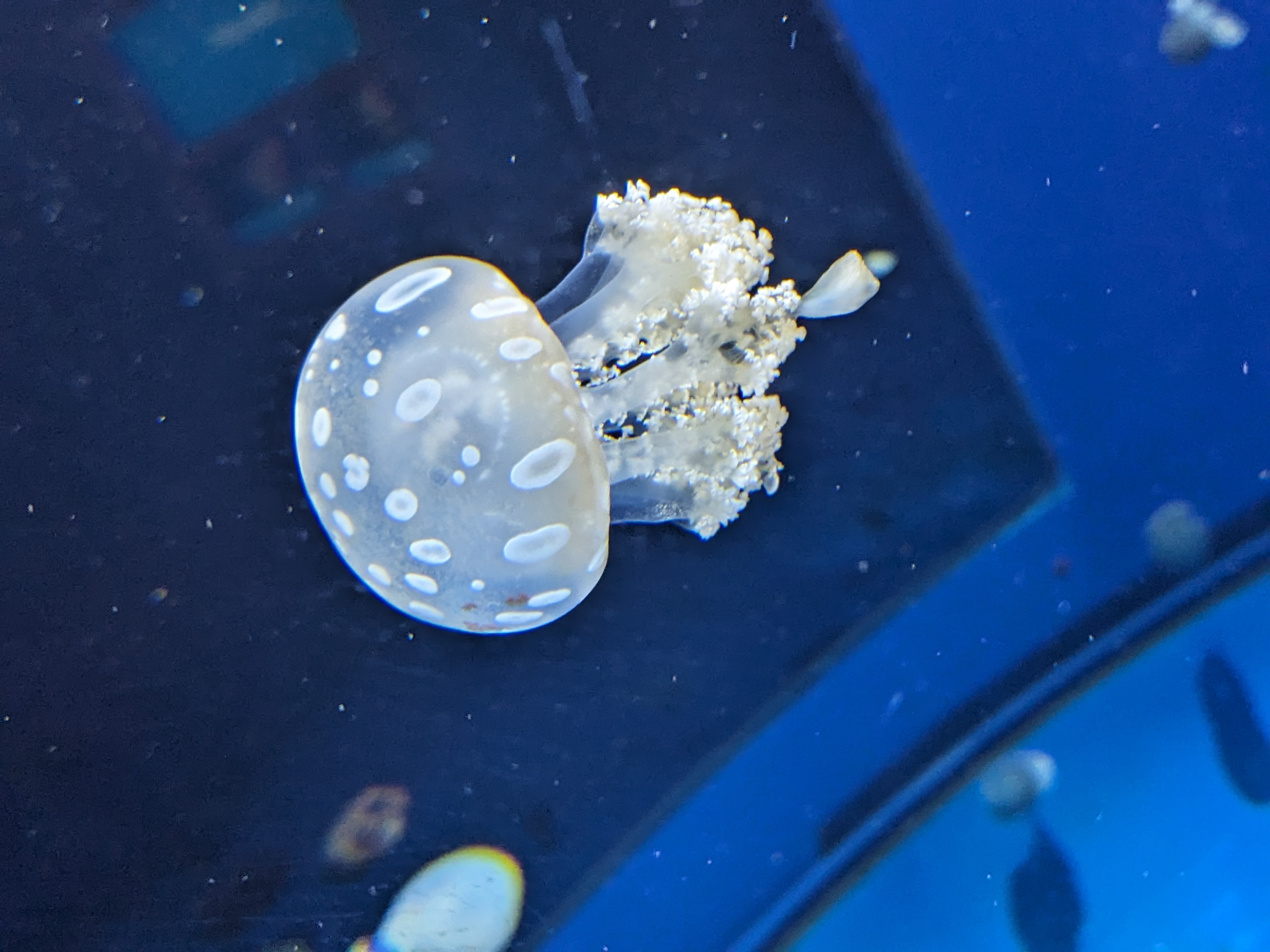 PXL 20241103 193834929