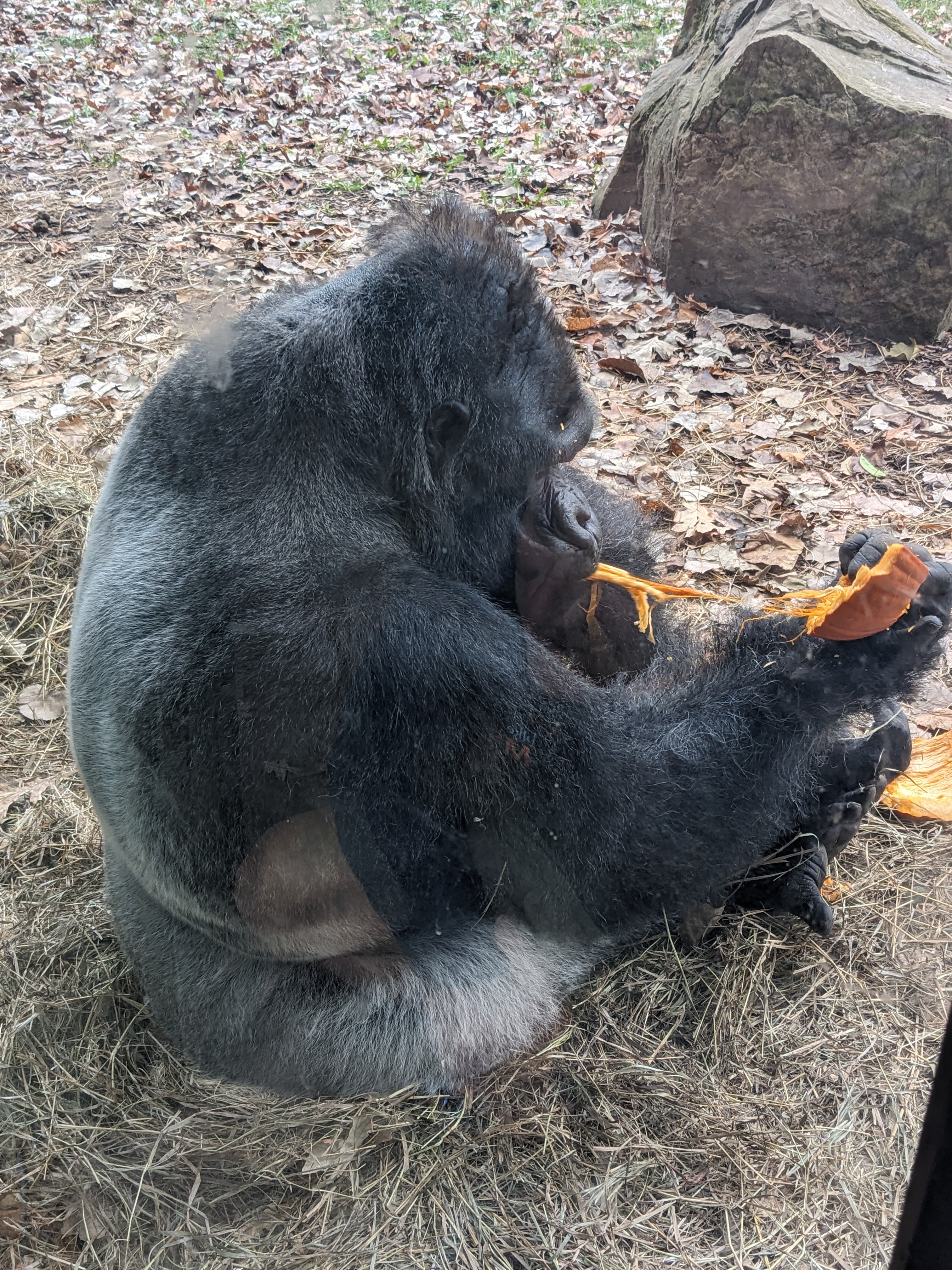 PXL 20241103 202646124