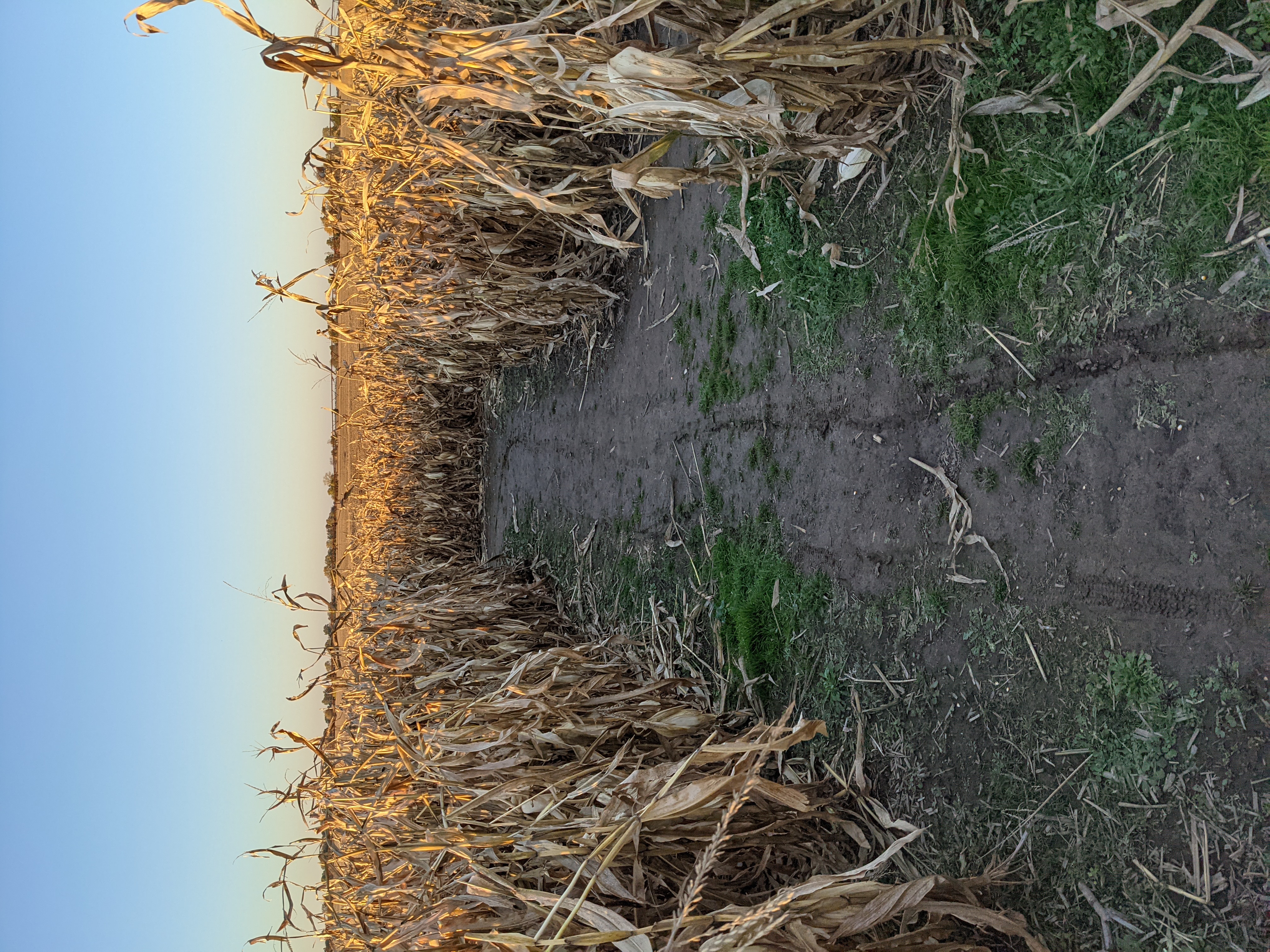 PXL 20201030 223956511