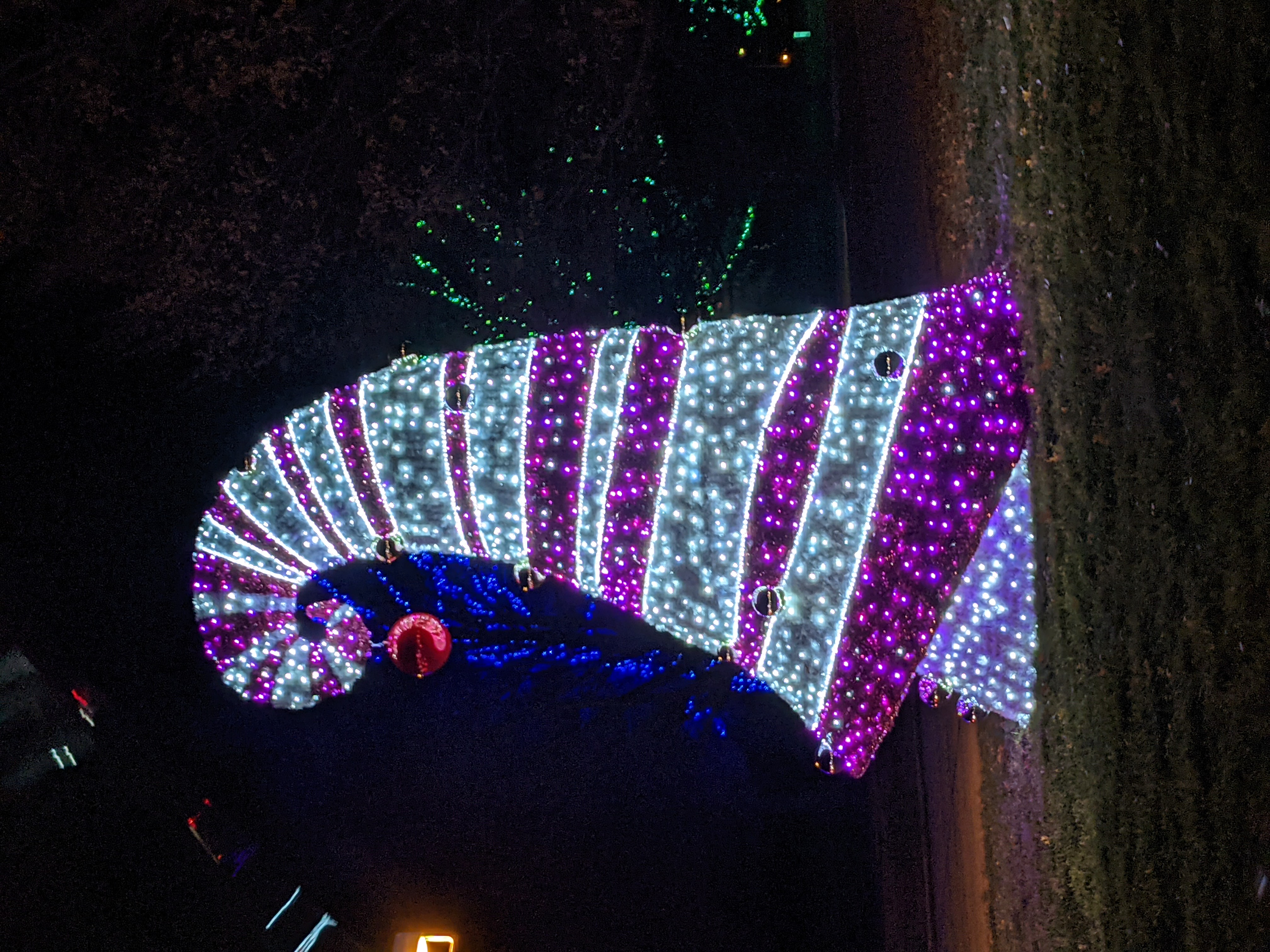 PXL 20201221 030907295