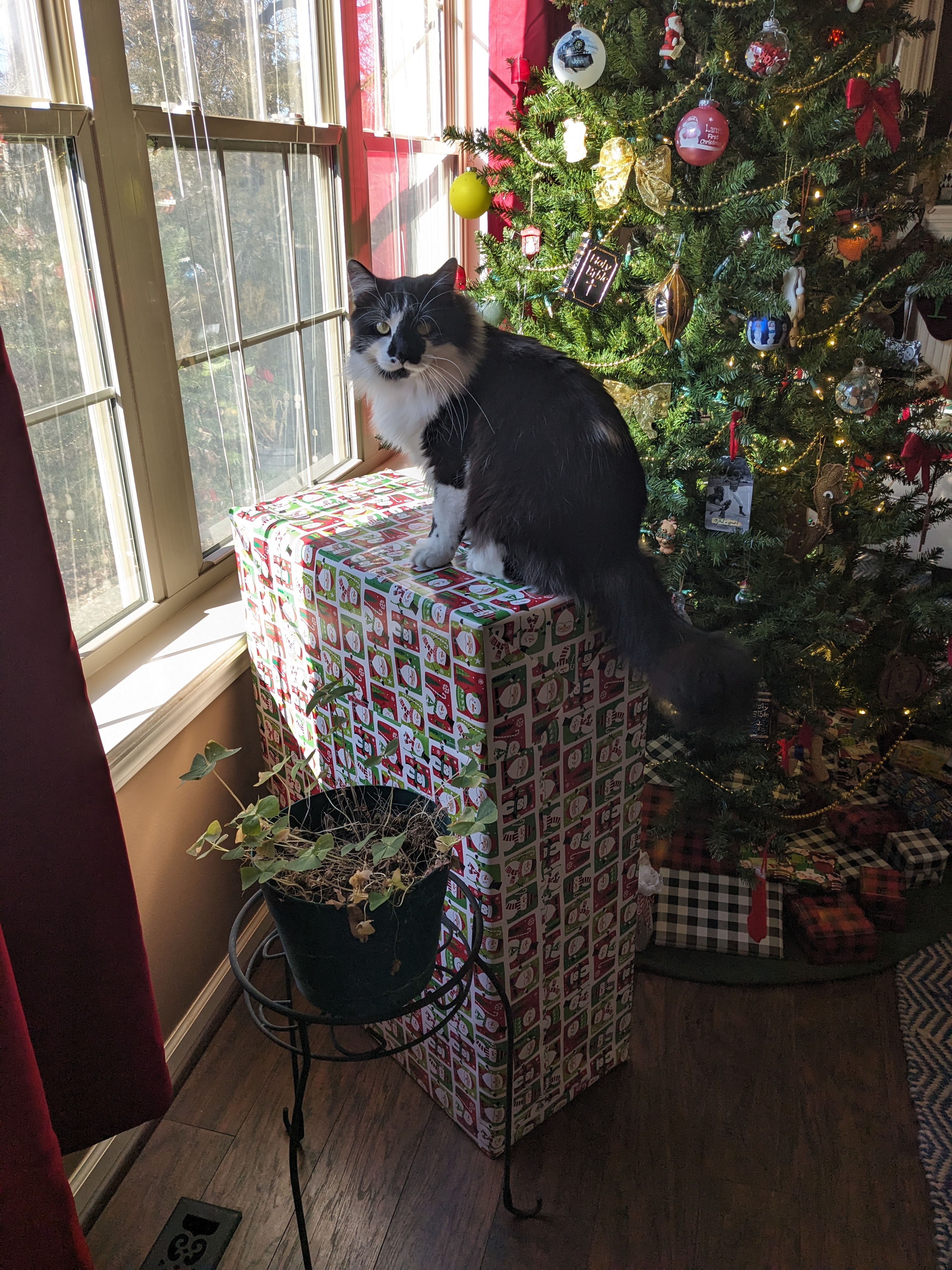 PXL 20231217 190320976