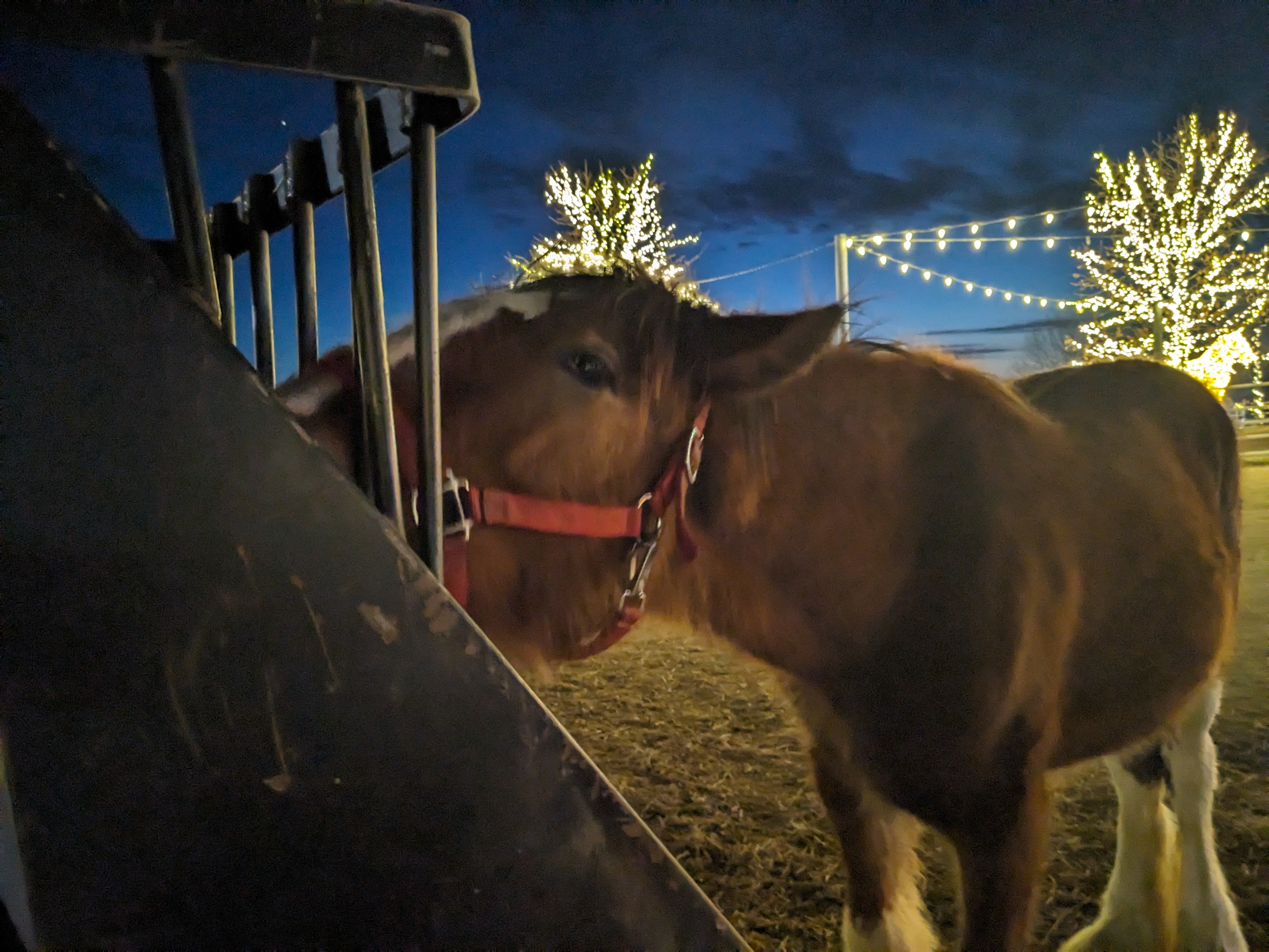 PXL 20241129 233915209