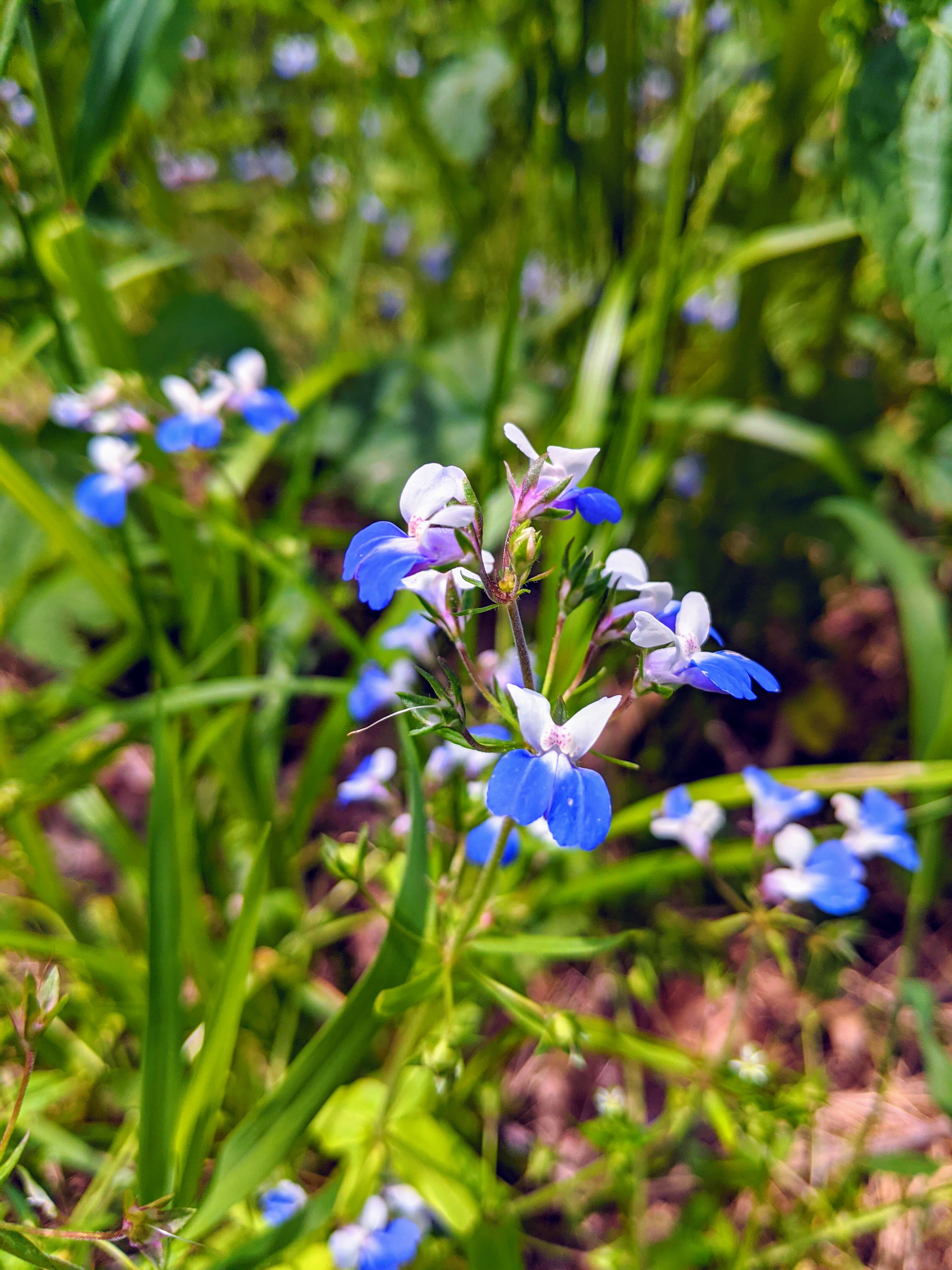 IMG 20200509 132157 EFFECTS edited