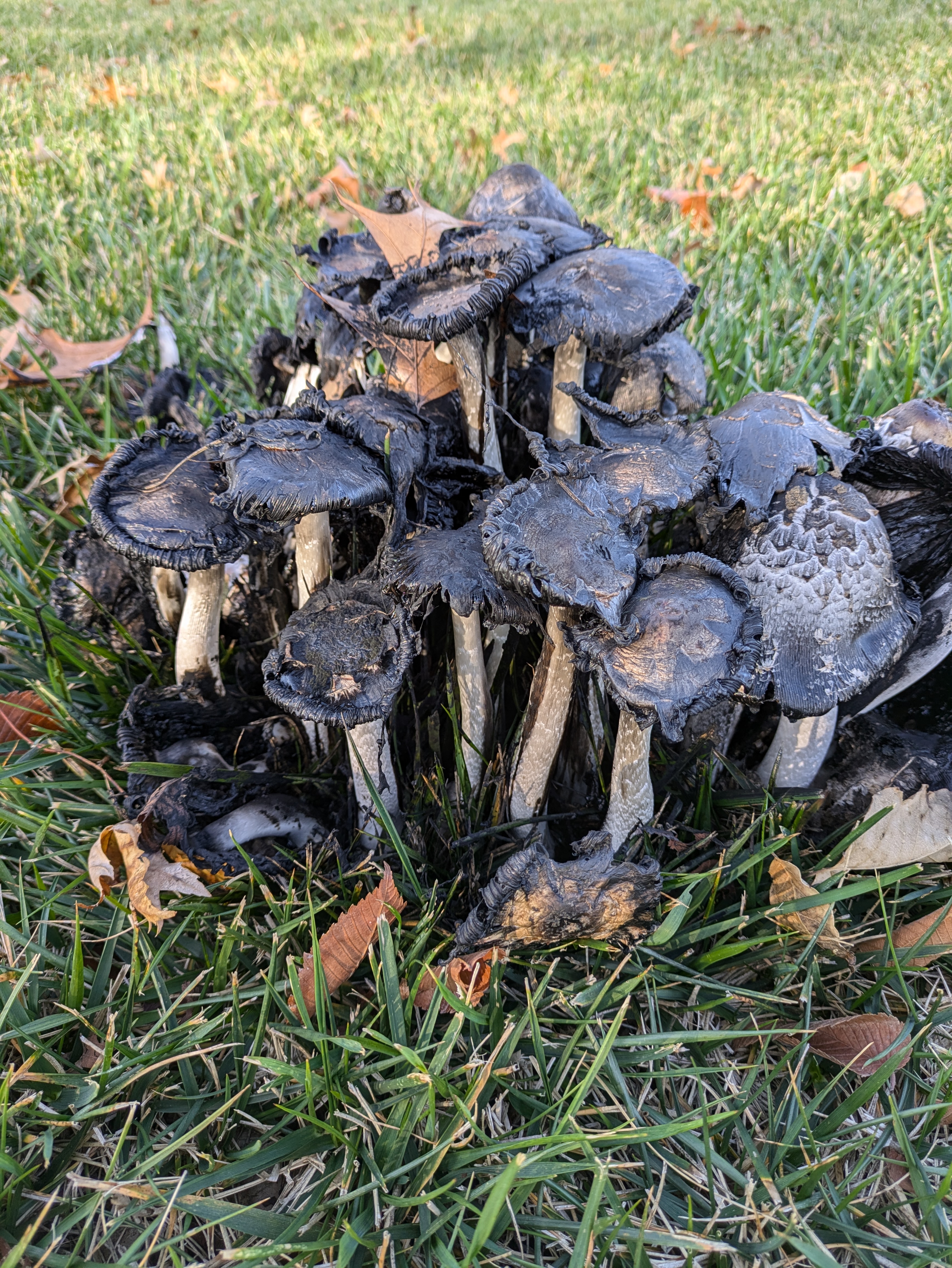 PXL 20241026 211902203